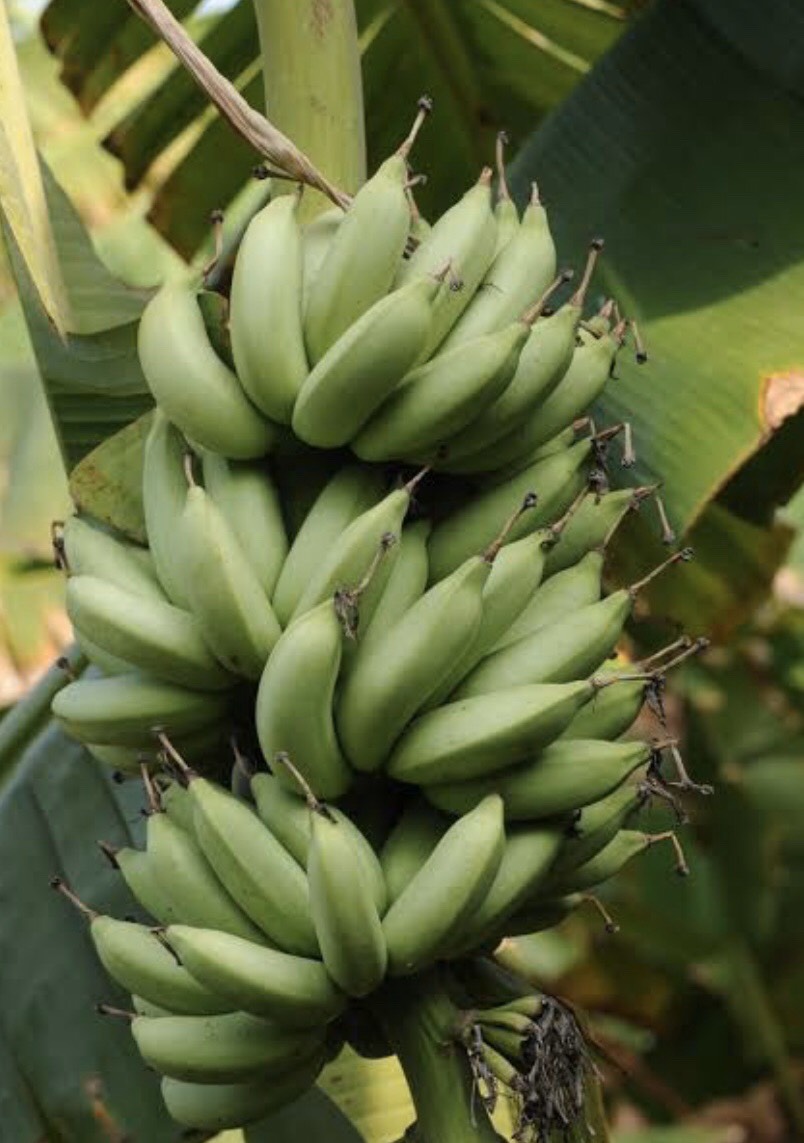 กล้วยขมบุรีรัมย์ Musa  (AAB  Group) ‘Khom Burirum’<br/>MUSACEAE