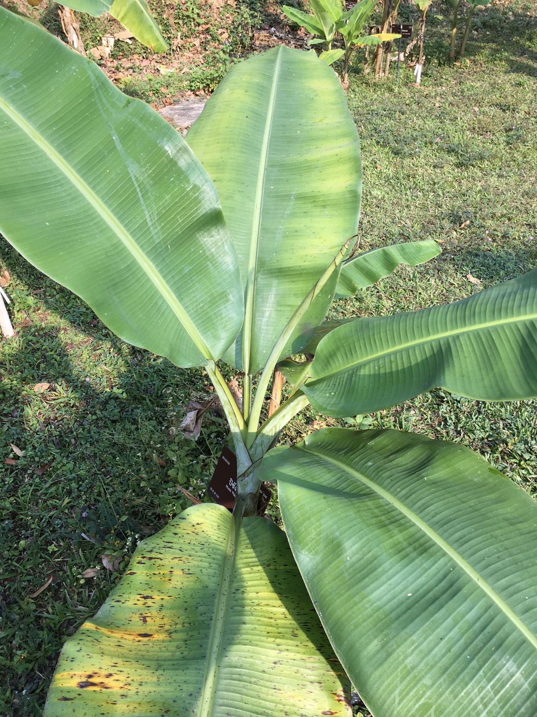 กล้วยปิซังอัมบน Musa  (AA  Group) ‘Pisang Umbon’<br/>MUSACEAE
