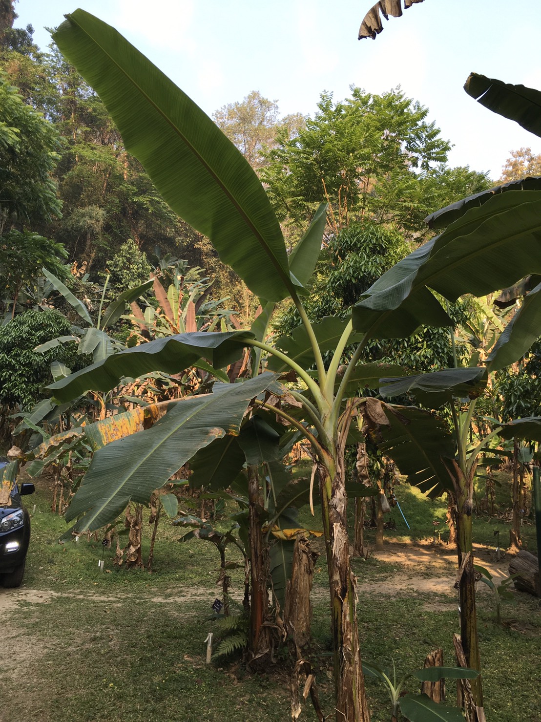 กล้วยหอมทองป่า Musa (AAA Group) ‘Hom Thong Pa’<br/>MUSACEAE