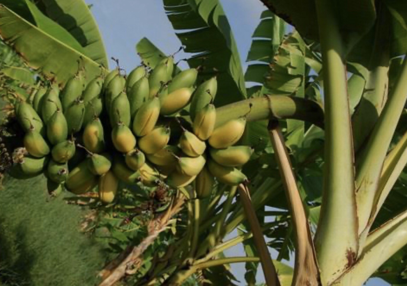 กล้วยหอมทองสั้น  Musa  (AA Group) ‘Hom Thong Son’<br/>MUSACEAE