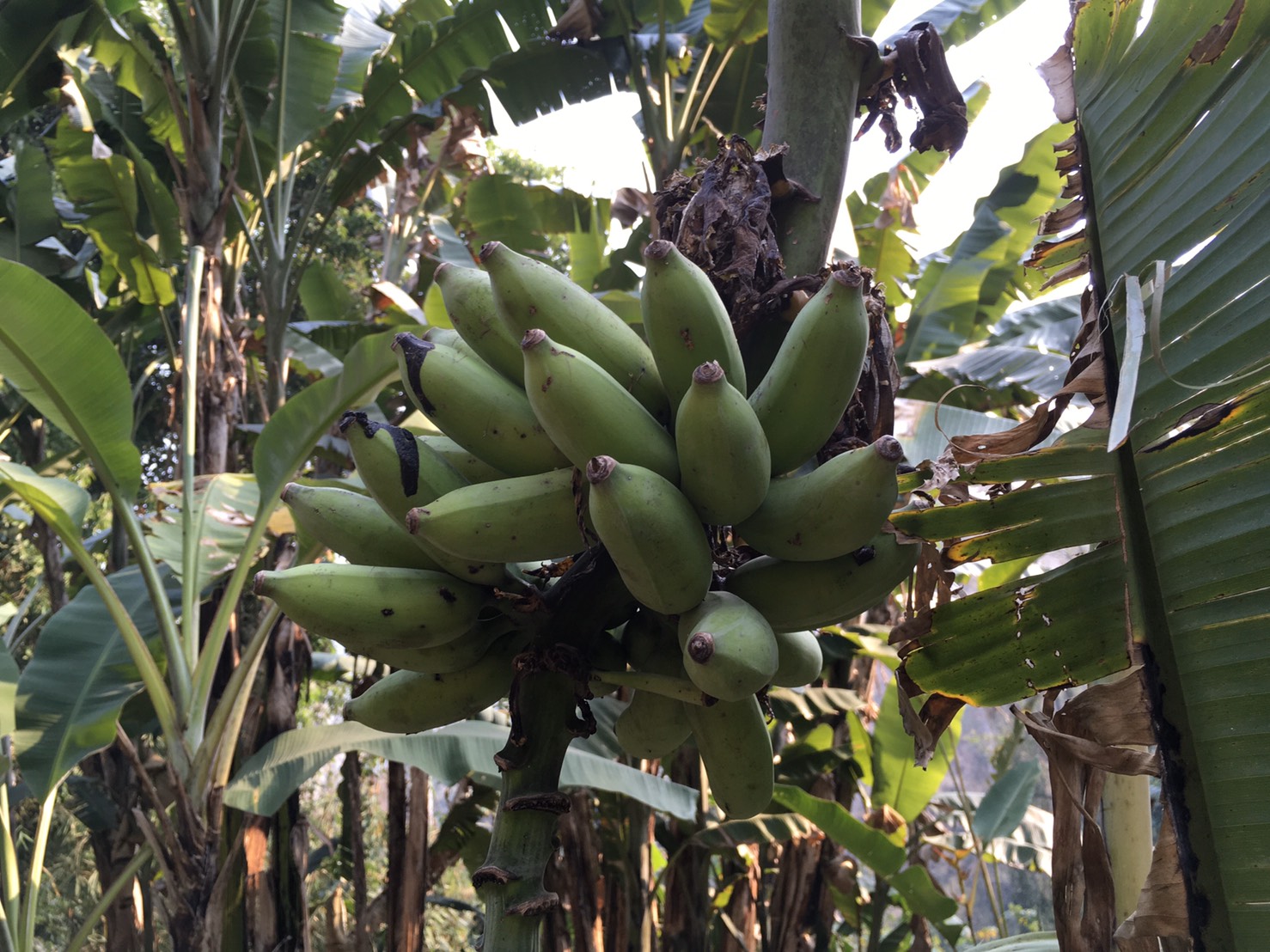 กล้วยขนุน Musa (ABB group) ‘Kha Nun ’<br/>MUSACEAE