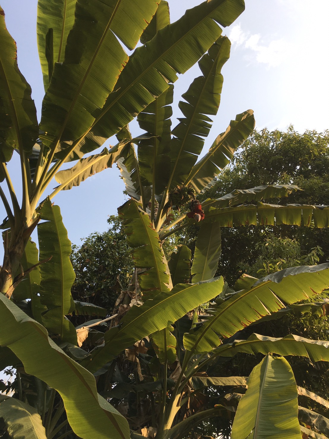 กล้วยตานีป่าวัดป่าศาลาปางสัก Musa balbisiana Colla (กล้วยตานีวัดป่าศาลาปางสัก)<br/>MUSACEAE