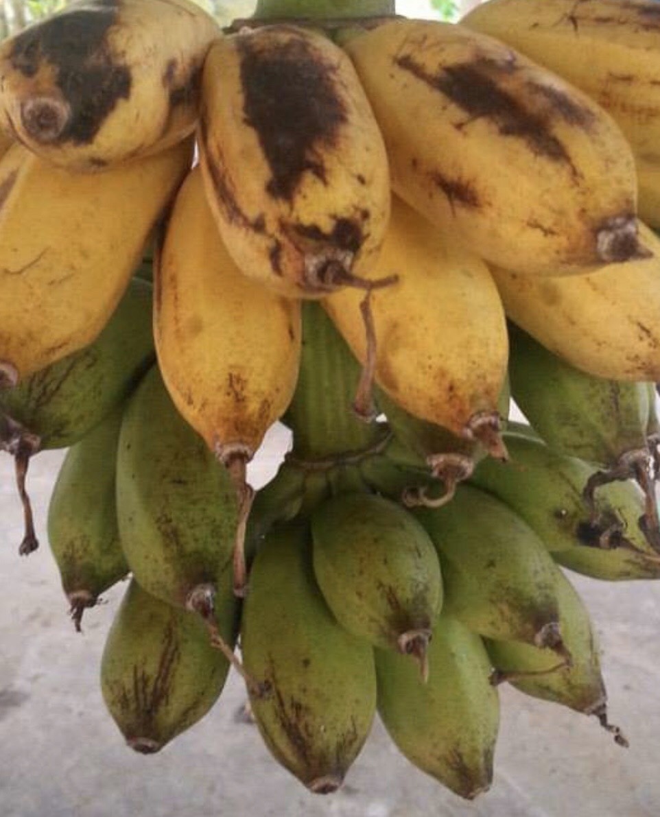 กล้วยคอแข็ง  Musa (ABB group) ‘Kho Khaeng ’<br/>MUSACEAE