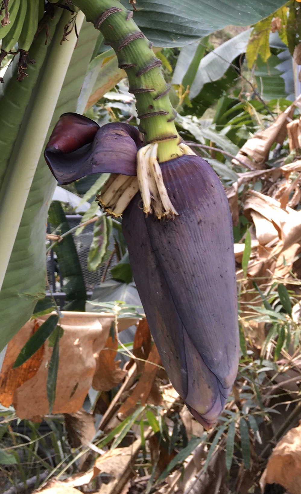 กล้วยป่าดอยมูเซอ Musa acuminata Colla ssp. malaccensis (Rindl.) Simmonds (กล้วยป่าดอยมูเซอ)<br/>MUSACEAE