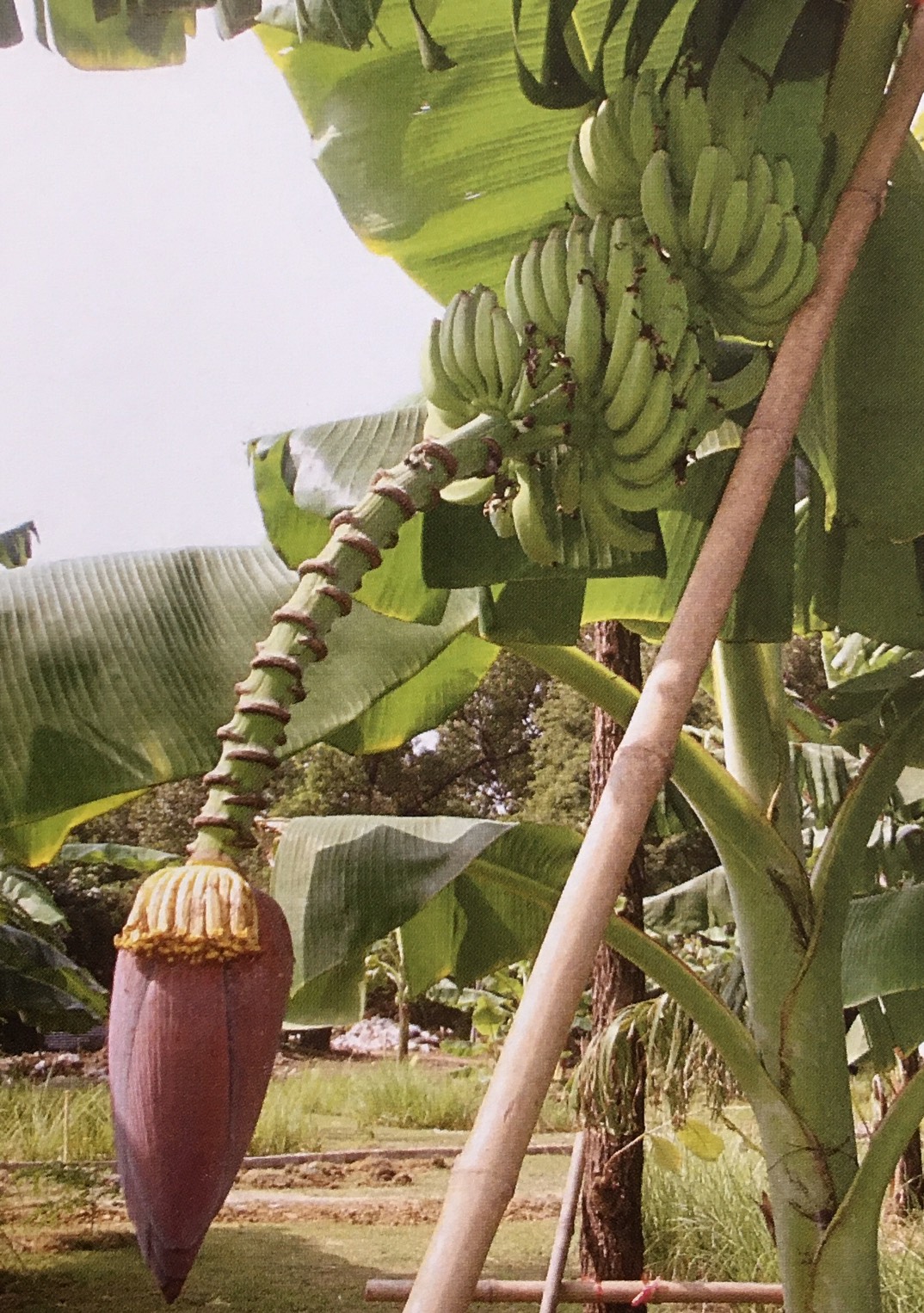 กล้วยกระเจาะเนิร์กสุรินทร์ Musa (AAB Group) ‘Khachonerk Surin’<br/>MUSACEAE