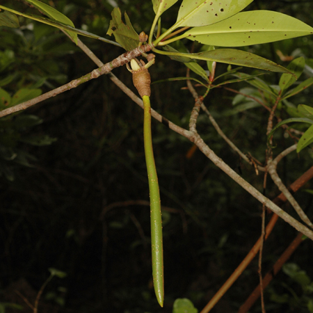 โกงกางใบเล็ก Rhizophora apiculata Blume<br/>RHIZOPHORACEAE