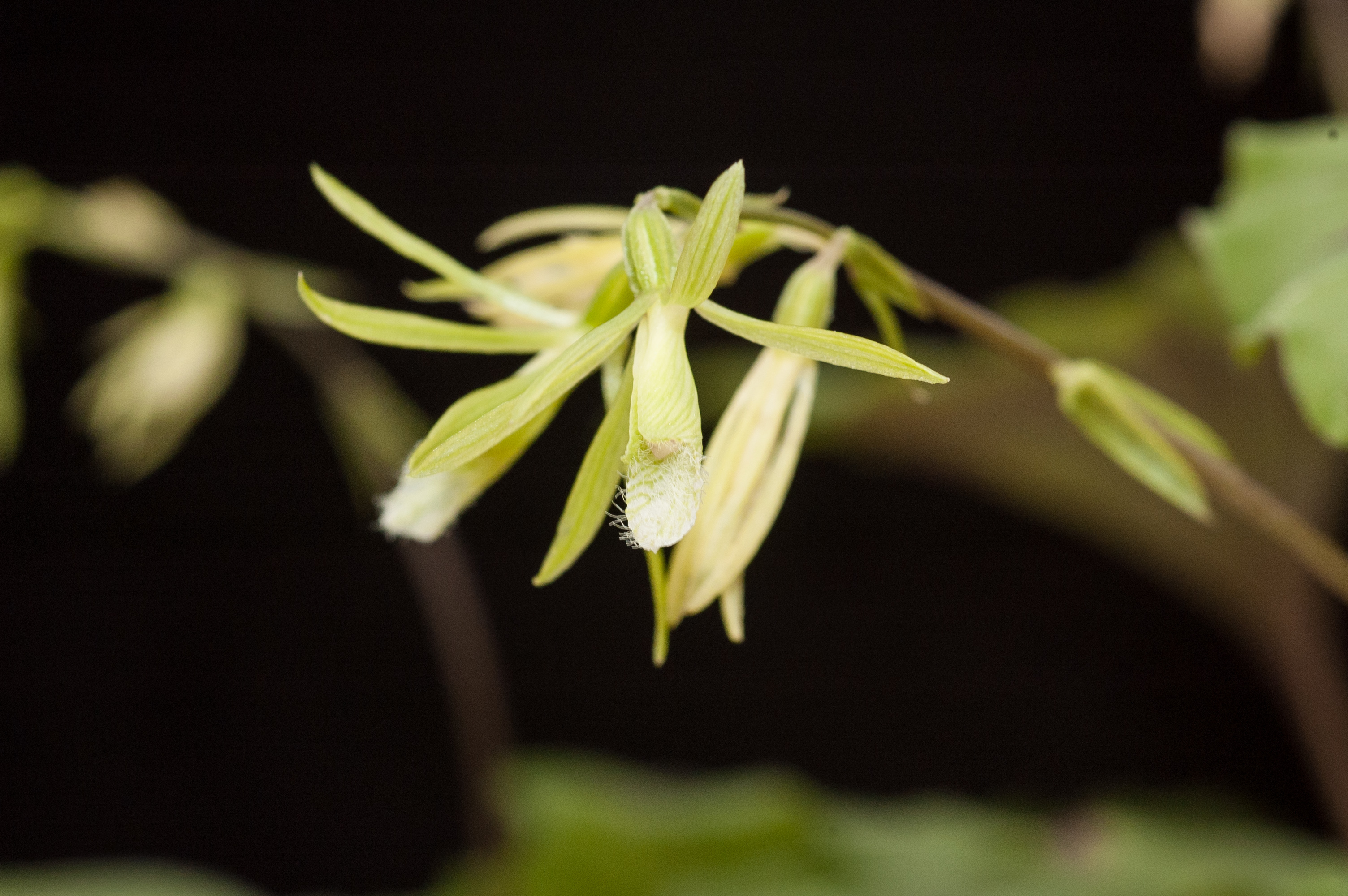 บัวสันโดษ Nervilia concolor (Blume) Schltr.<br/>Orchidaceae