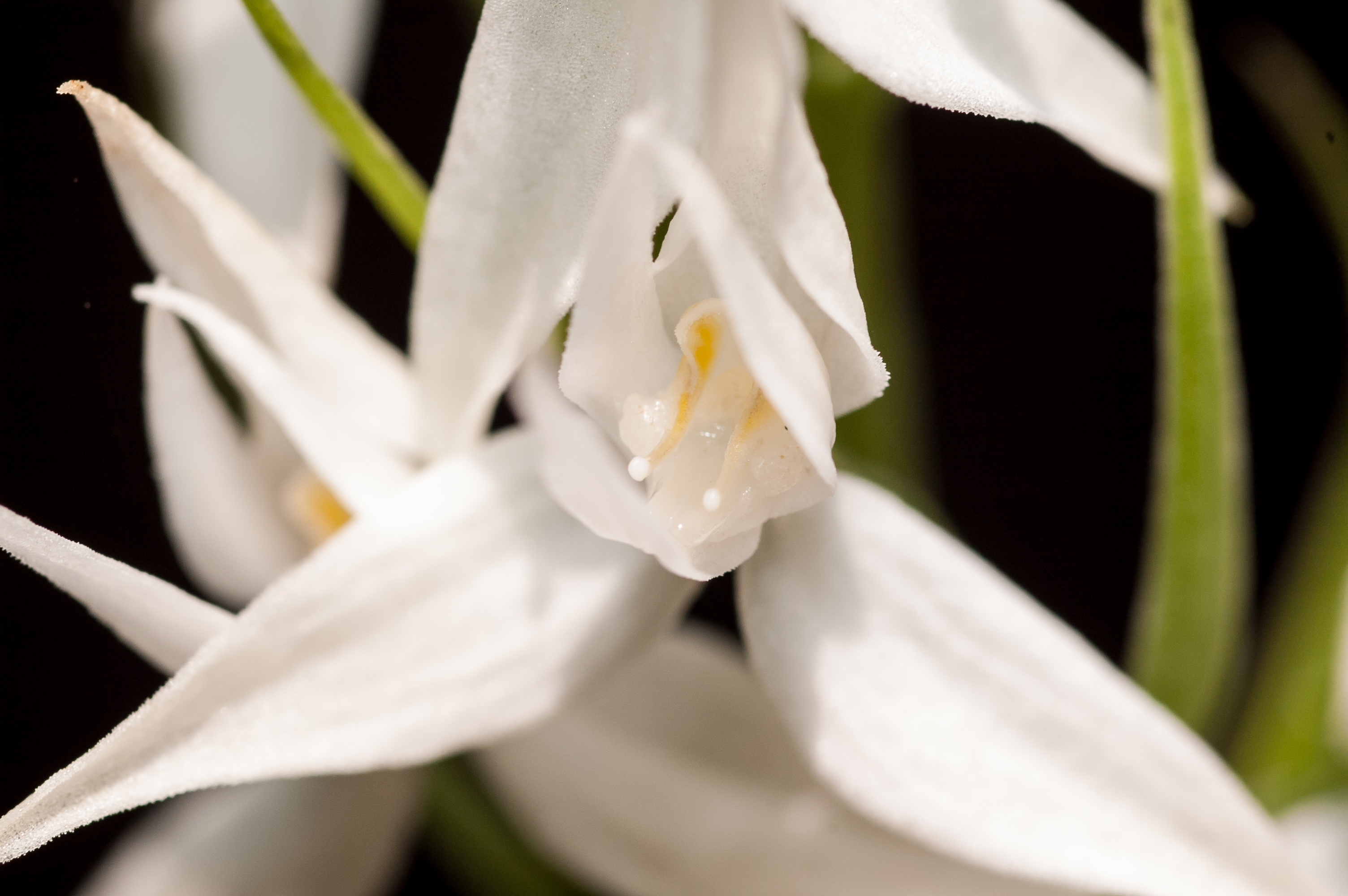 นางอั้วกลีบเดี่ยว Habenaria malintana (Blanco) Merr.<br/>Orchidaceae