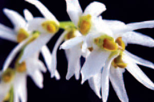 สิงโตโคมขาว Bulbophyllum auricomum Lindl.<br/>ORCHIDACEAE
