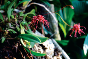 สิงโตเคราแดง Bulbophyllum gracillimum (Rolfe) Rolfe<br/>ORCHIDACEAE
