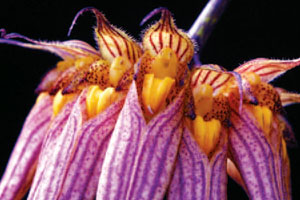 สิงโตเครายาว Bulbophyllum longissimum (Ridl.) Ridl.<br/>ORCHIDACEAE