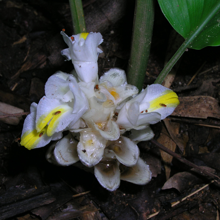 มหาอุดม  Curcuma cochinchinensis Gagnep<br/>ZINGIBERACEAE