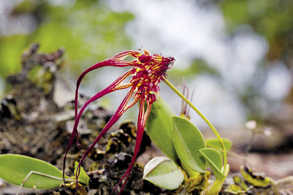 สิงโตเล็บเหยี่ยวใหญ่ Bulbophyllum wendlandianum (F.Kränzl.) Dammer<br/>ORCHIDACEAE