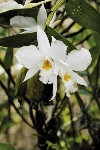 เอื้องตาเหิน Dendrobium infundibulum Lindl.<br/>ORCHIDACEAE