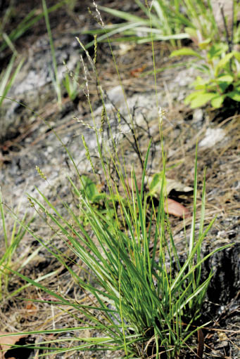 หญ้าปลัก Allopteropsis semialata (R.Br.) Hitchc.<br/>POACEAE (GRAMINEAE)