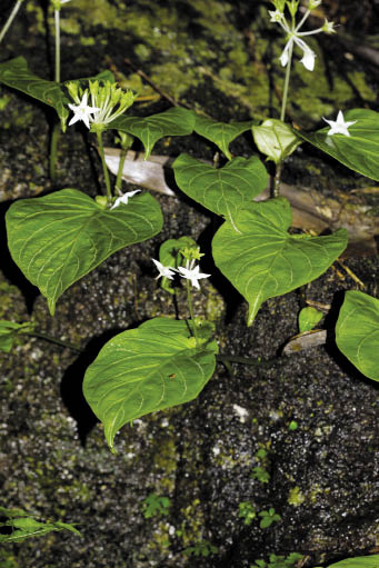 ใบเดียวดอกเดียว Argostemma monophyllum Sridith<br/>RUBIACEAE
