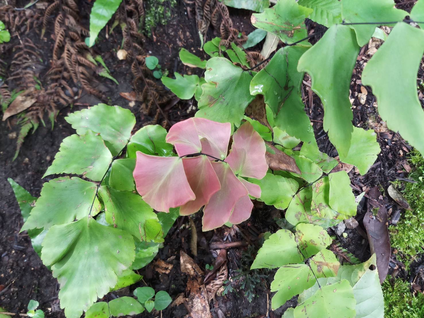 ก้านดำขนนกสีชมพู	 Adiantum tenerum Sw.cv.Red Crown <br/>Pteridaceae