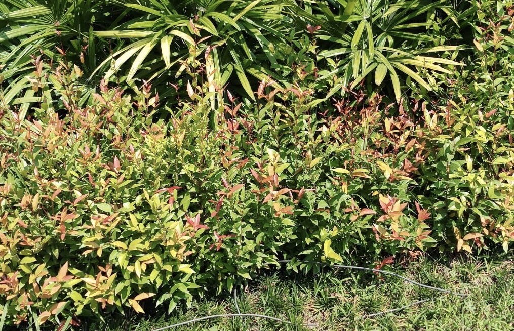 คริสตินา Syzygium myrtifolium Walp.     <br/>MYRTACEAE