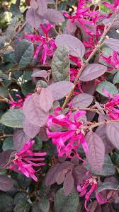 หงส์ฟู่      Loropetalum chinense (R.Brown) Oliver   <br/>HAMAMELIDACEAE  