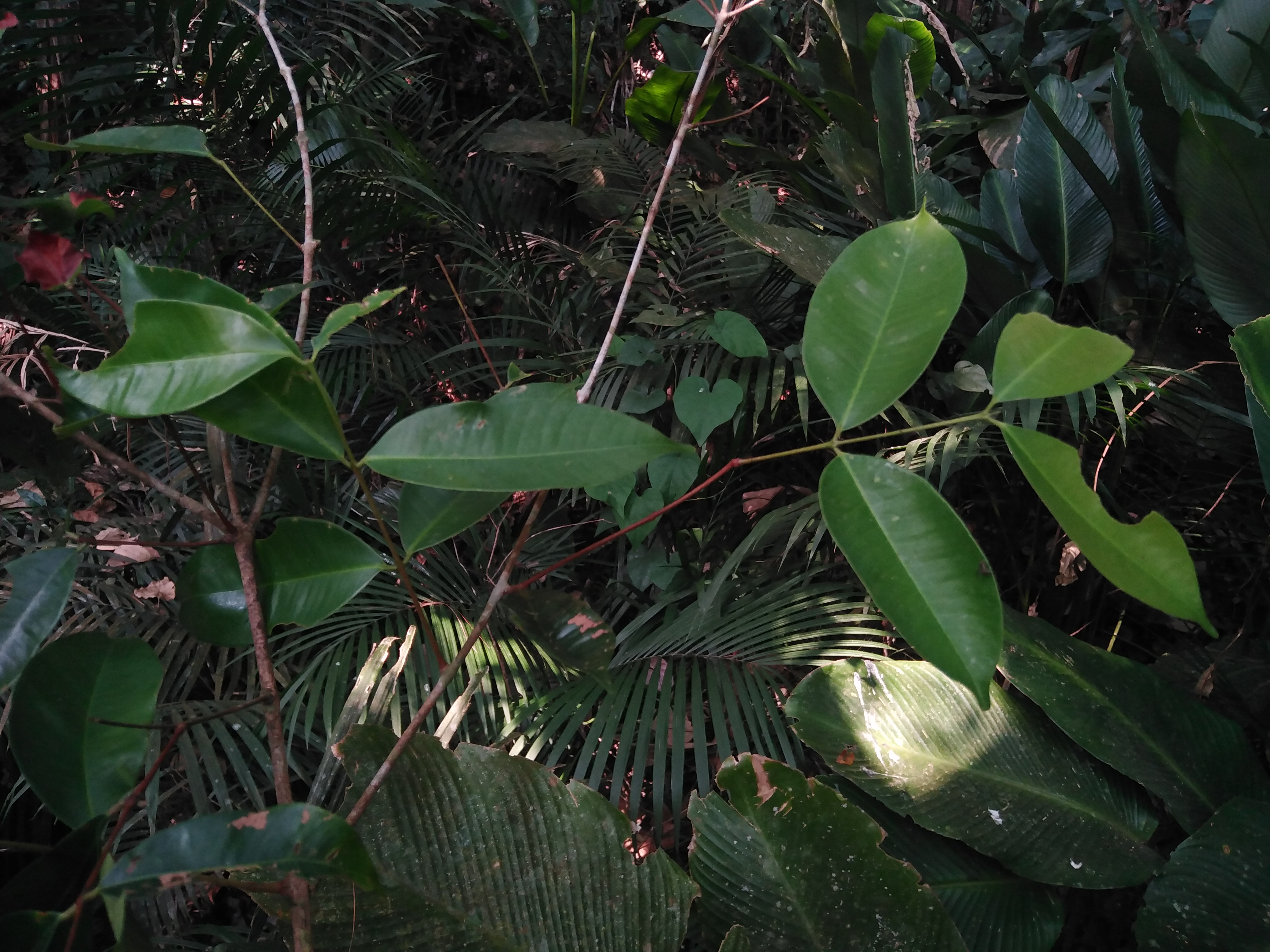 หว้าขี้แพะ Syzygium claviflorum (Roxb.) Cowan&Cowan<br/>Myrtaceae