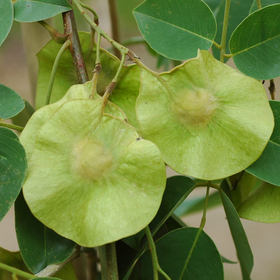 ประดู่ป่า Pterocarpus macrocarpus Kurz<br/>FABACEAE (LEGUMINOSAE-PAPILIONOIDEAE)